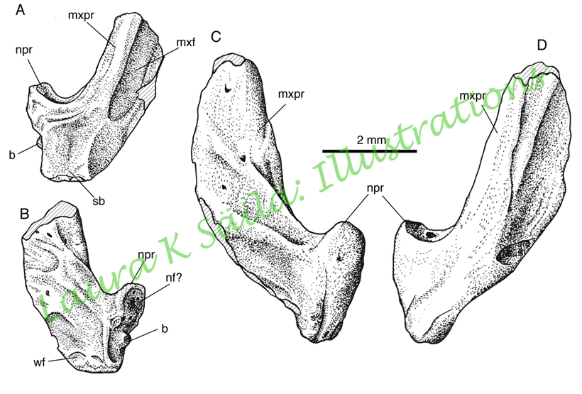 clevosaurus convallis