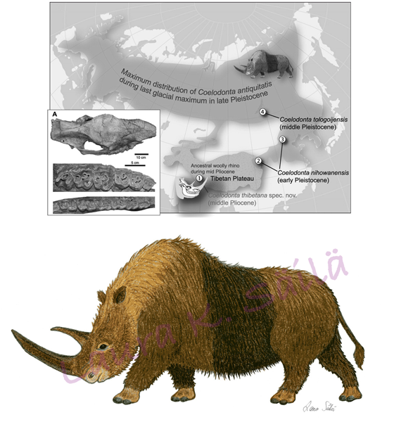 Woolly rhino Science