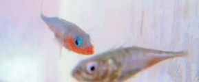 Stikcleback pair