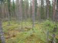 2004 Syksyvirtauksen kaatamia puita taustalla