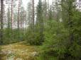 Huom alikasvoksen mr