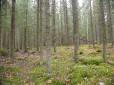 S3 koeala lokakuussa 2007 (taustalla)