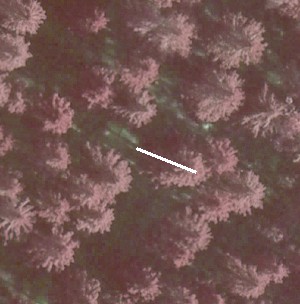 An example spruce, 27 m