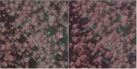 Plot 21 with species coded