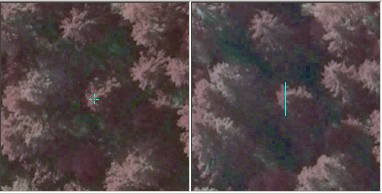 Treetop measured in a pair