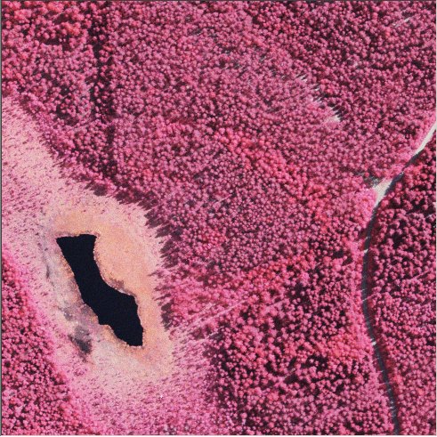 Männyn kasvatuskokeiden alue