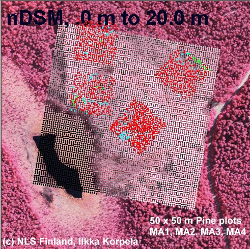 Koealojen puut kuvalla
