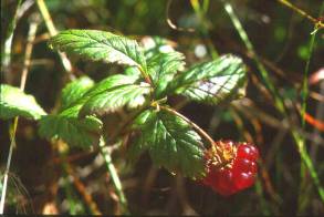 Mesimarja Vampulasta