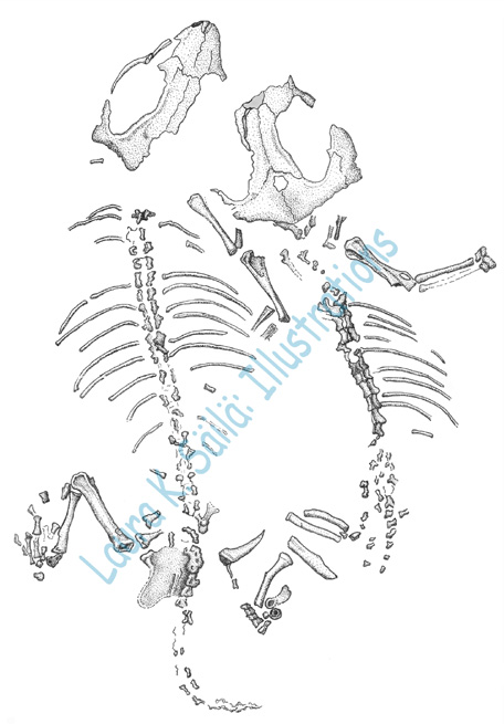 Anomoiodon liliensterni