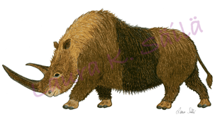 Woolly rhino