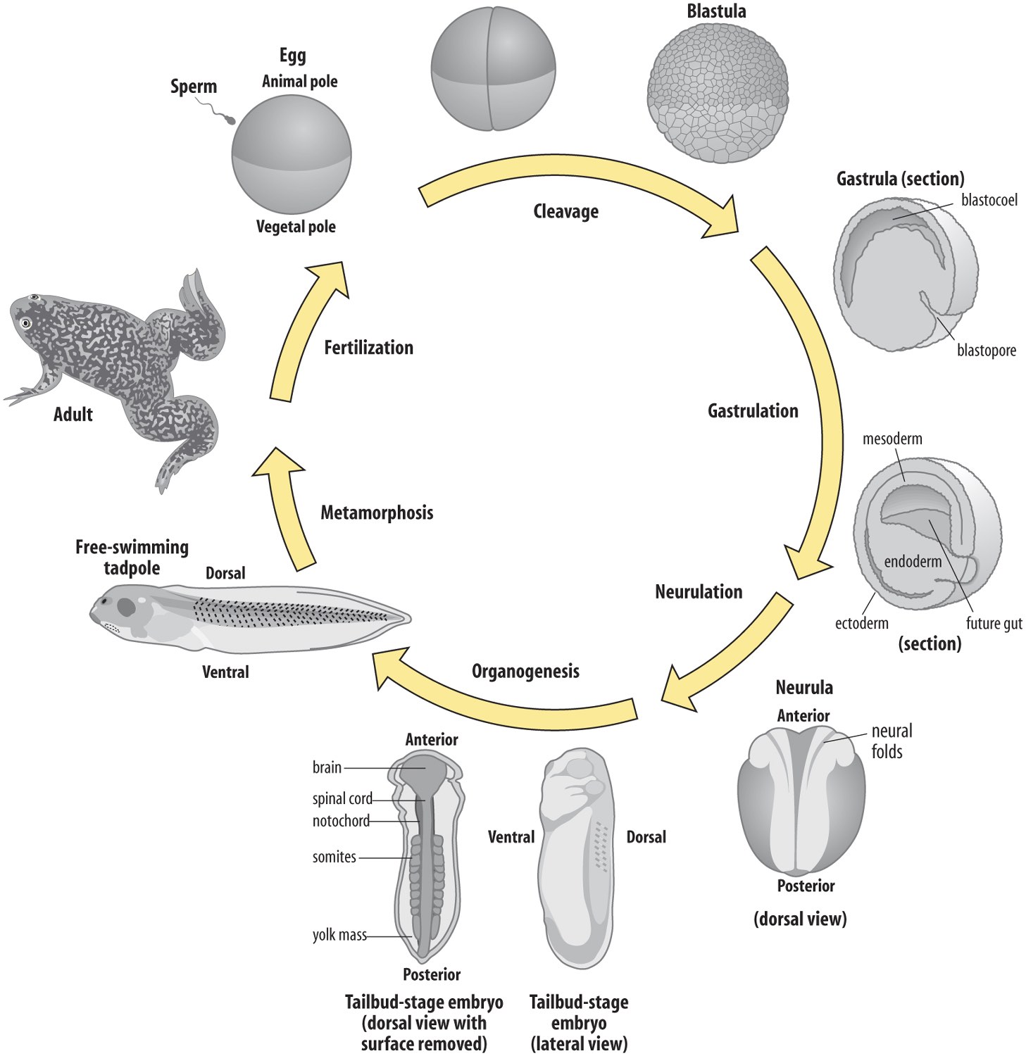 An example of a diagram from the AI2D dataset